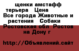 щенки амстафф терьера › Цена ­ 30 000 - Все города Животные и растения » Собаки   . Ростовская обл.,Ростов-на-Дону г.